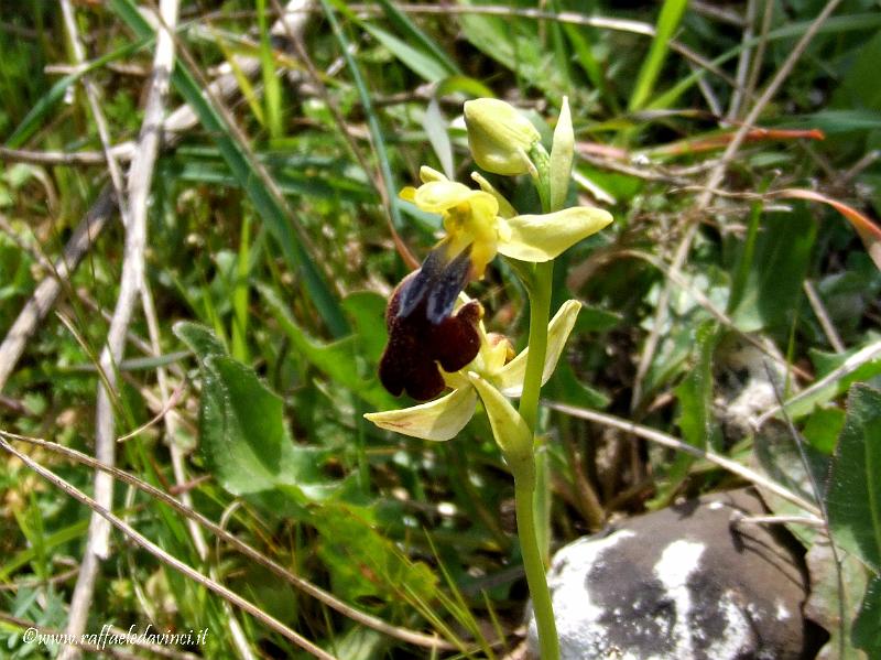 Orchidee spontanee 5APR09 (190).jpg